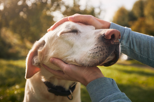 image for June 4-10 is Pet Appreciation Week!